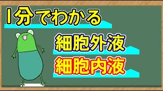 【1分でわかる】細胞内液・細胞外液【解説】