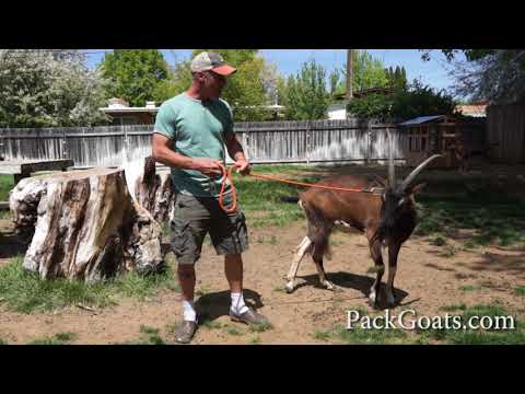 How to Lead Train a Pack Goat