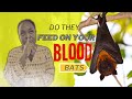 Do You Believe These About Bats?