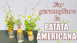 🍠➡🌱 Far germogliare la PATATA AMERICANA (patata dolce) e ottenere una PIANTA ORNAMENTALE