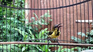 Download lagu HANYA 1 MENIT!! SOGON BAHAN MANAPUN PASTI NYAUT DAN IKUT GACOR mp3