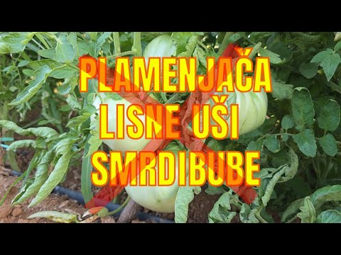 Paradajz bez plamenjače i smrdibuba uz samo 2 sastojka iz kuhinje