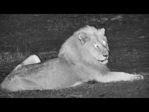 Djuma: Avoca male Lion roars then lays down in the road-Pt:2  - 04:03 - 10/18/18