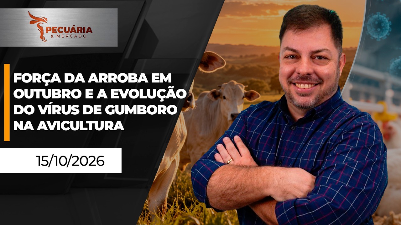 Força da arroba em outubro e a evolução do vírus de Gumboro na avicultura