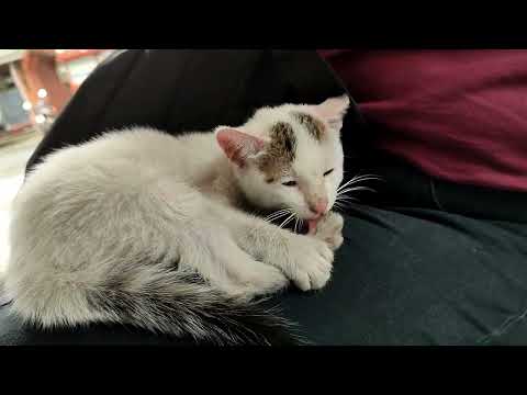 GUSTO MO BA MAKITA?AKO'Y MAY ALAGA MALUSOG AT MATABA#petlover#funny #healthy#favorite#happiness