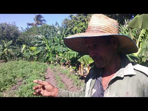 Implementan en Pilón la siembra en patios y parcelas para la producción de alimentos
