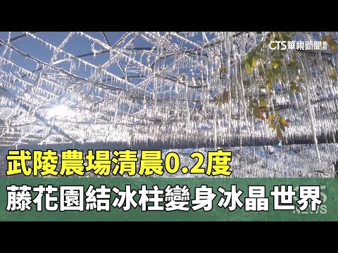武陵農場清晨0.2度　藤花園結冰柱變身冰晶世界