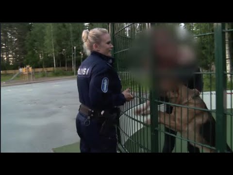 Koira juoksentelee vapaana - Poliisit Kuopio