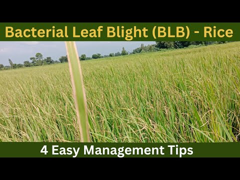 Bacterial Leaf Blight (BLB) Disease of Rice & It's Easy Management.