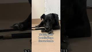 Video preview image #1 Labrador Retriever-Unknown Mix Puppy For Sale in McKinney, TX, USA