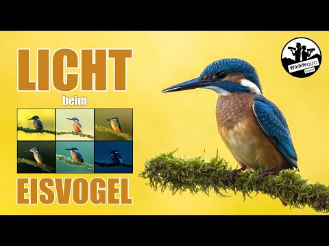 Eisvögel fotografieren im Wandel des Lichts – gleicher Ast, völlig andere Stimmung