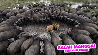 Download lagu ENDING FATALLY! 20 Animals Caught on Camera in the Wrong Spot, WRONGLY AIMED! mp3 Download lagu ENDING FATALLY! 20 Animals Caught on Camera in the Wrong Spot, WRONGLY AIMED! mp3