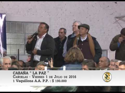 01-07-16 Venta de Vaquillonas P.P. - Cabaña La Paz - Cañuelas.