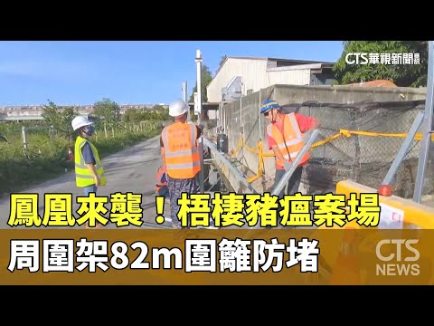 鳳凰來襲！　梧棲豬瘟案場　周圍架82m圍籬防堵
