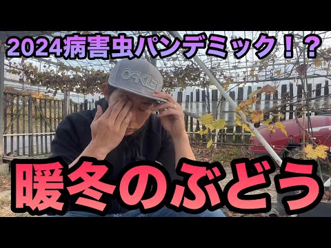 私のブドウの木に影響を及ぼしたブドウの病気は何ですか?最も一般的な 5 つ (写真付き)  庭園