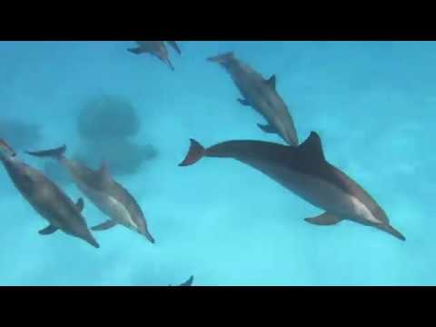 Egypt Red Sea Scuba Diving - Deep South Route (HD)