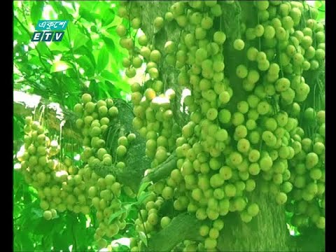 রপ্তানি হচ্ছে লটকন