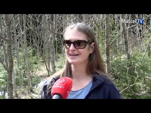 Jurnal MUSCEL TV 15.04.2022Lupii din Făgăraș sunt din ce în ce mai puțini, studiu Fundația Carpathia