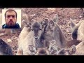 Михаил Кшиштовский - ОЛЕНИ 