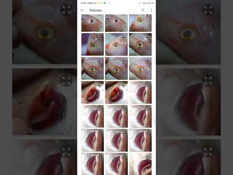 FishGer