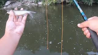 flyfishing for catfish in Rocky River