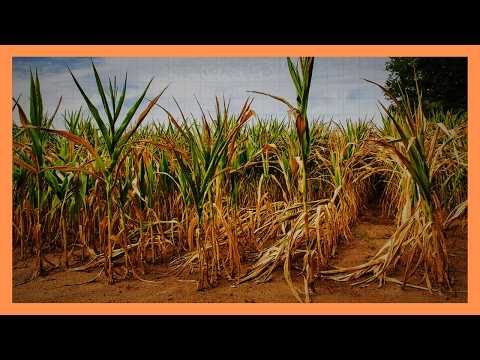 Crop failures deepen food insecurity fears