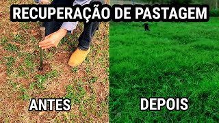 Recuperar pasto é mais barato que reformar. Recuperação da pasto da maneira correta.