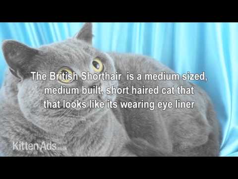 Kittenads breed guide to British Shorthair Cat