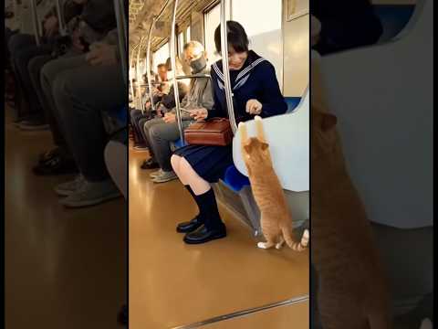  【ほっこり】猫が電車に！周りの乗客も思わず笑顔に #猫 #電車 #癒し #日常 #感動 #shorts #japan #可愛い #心温まる #楽しい #jk #猫好きさんと繋がりたい 