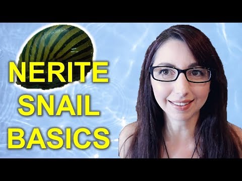 Nerite Snail Care Guide | How To Care For Nerite Snails