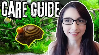Nerite Snail Care Guide | How To Care For Nerite Snails