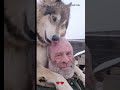 A Family Adopted An Abandoned Wolf Cub And Then Wolf Loveanimals Shorts