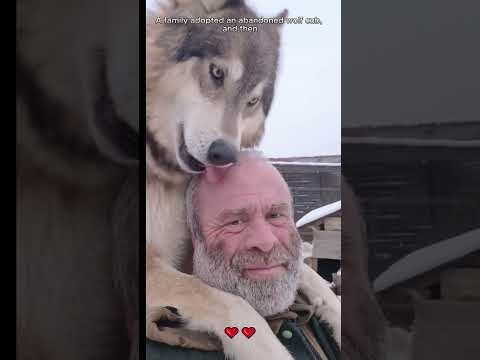 Une famille a adopté un louveteau abandonné.