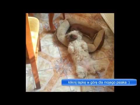Shih-tzu - Pobudka - Leniwy kochany pies