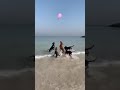 #dogs playing with balloon in beach side  to funny moment.