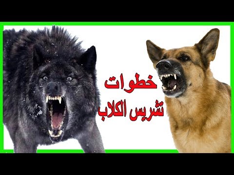 خطوات تدريب الكلاب على الشراسه : مفتاح الشراسه للكلاب مهم لجعل كلبك حارس وشجاع