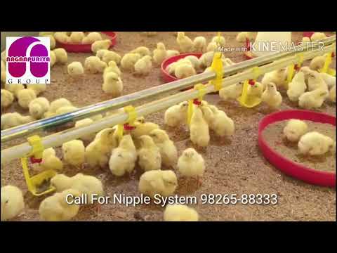Poultry Nipple Drinker