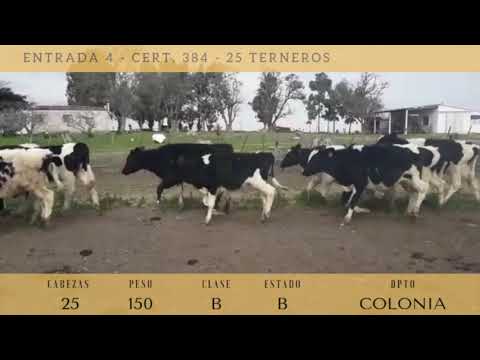 Lote 25 Terneros 24 HOLANDO y 1 CRUZA 150kg -  en RUTA 2 KM  160, 3 KM AL SUR