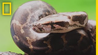 Pythons 101  National Geographic