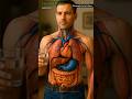Digestive System Animation | Human Body Organs Explained in 3D | AI Art View