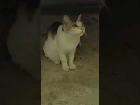 Sweet cat #cat #shorts
