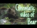 Cinematic Video Of A Bear Forest Cinematic Video Wildlifephotography Animal Forest Nature
