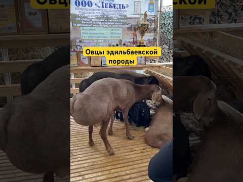 , title : 'Эдильбаевские овцы #овцы'