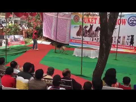 Trained dog German Shepherd Lucy Suket dog show 2018 sunder nagar.1