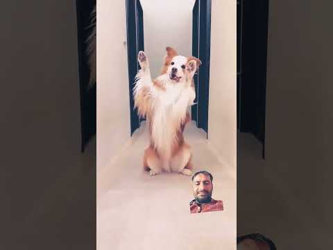 #dogdance #cute #puppy #music #youtubeshorts #shortvideo