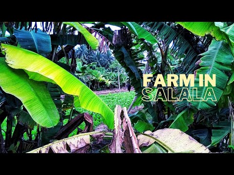 Salalah | Farm | വാഴ | തെങ്ങ് | മുള്ളങ്കി | Pomegranate | ചീര | Gulf Farm| SCB-103