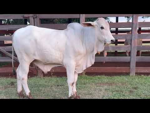NELORE - LAMBORGHINI FIV NOVA ALIANCA - JPOC  12