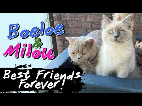 Ragdoll Kitten & British Shorthair Cat  - Cute Friendship