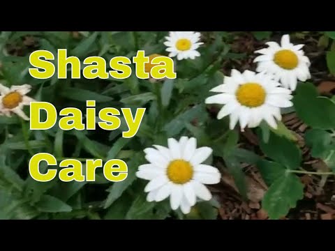 image-How to plant shasta daisies in the garden?