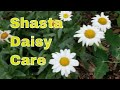 How to Shasta Daisies Care | Shasta Daisy Prune | Shasta Daisy Deadhead | Shasta Daisy Growth